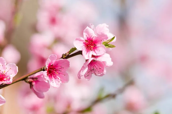 Peach Blossom Flowers Close View — Stock Photo, Image