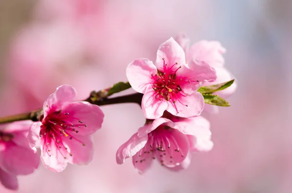 Peach Blossom Flowers Close View — Stock Photo, Image