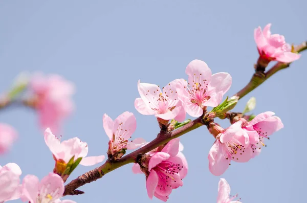 Peach Blossom Flowers Close View — Stock Photo, Image