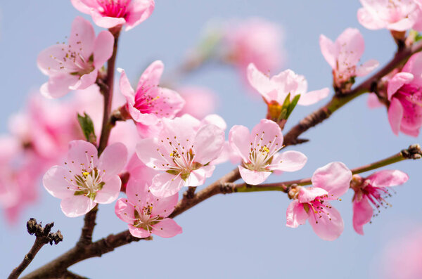 peach blossom flowers, close up view