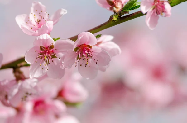 Peach Blossom Virág Zár Megjelöl Kilátás — Stock Fotó