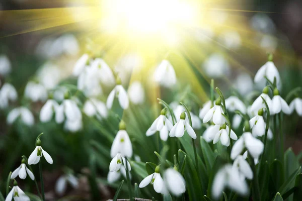 White Snowdrop Flowers Sunlight Spring Forest — Stock Photo, Image