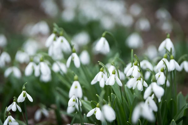 Fechar Vista Flores Brancas Neve Floresta Primavera — Fotografia de Stock