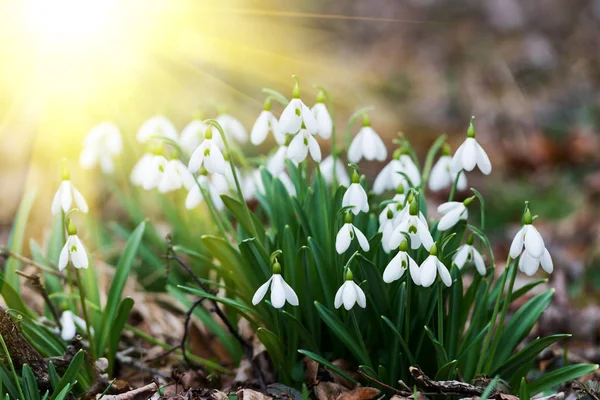 Fleurs Blanches Chute Neige Dans Forêt Printemps — Photo