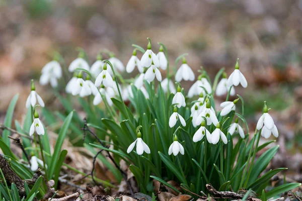 Flores Brancas Gota Neve Floresta Primavera — Fotografia de Stock