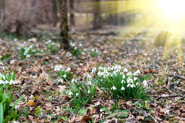 Fechar Vista Flores Brancas Neve Floresta Primavera — Fotografia de Stock