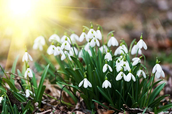 Fleurs Blanches Chute Neige Soleil Dans Forêt Printemps — Photo