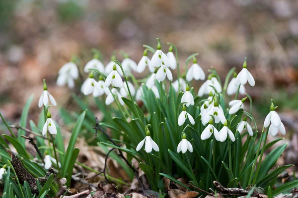 Flores Nieve Blanca Bosque Primavera —  Fotos de Stock