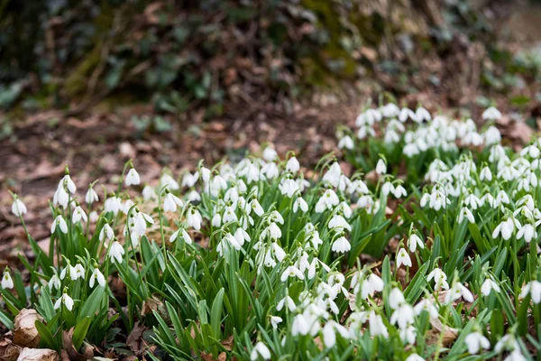 Blick Auf Weiße Schneeglöckchen Frühlingswald — Stockfoto