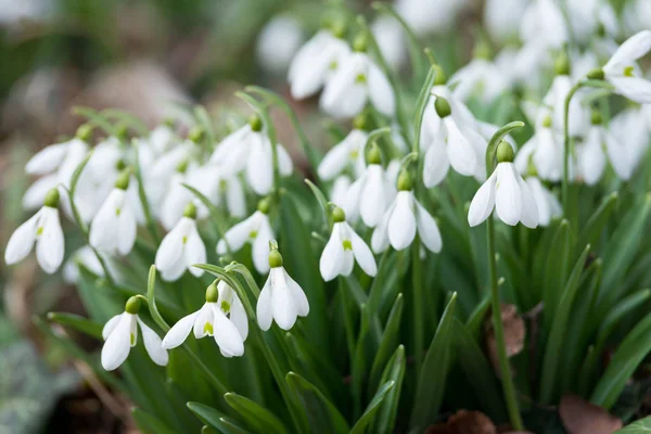 Beyaz kardelen çiçek bahar ormandaki