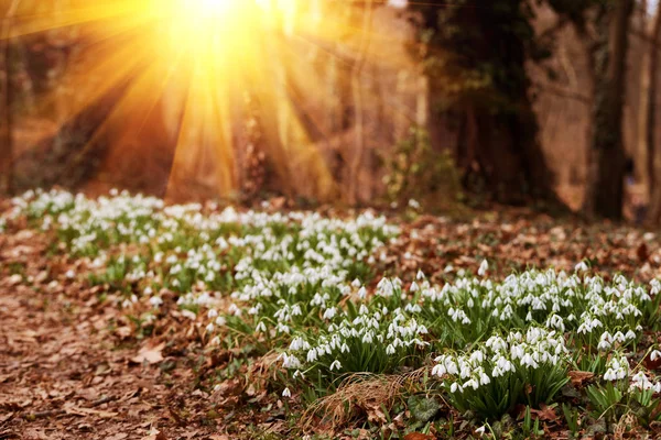 Valkoinen Lumi Pisara Kukkia Keväällä Metsässä — kuvapankkivalokuva