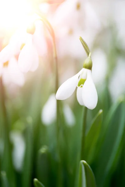 White Snowdrop Flowers Spring Forest — Stock Photo, Image