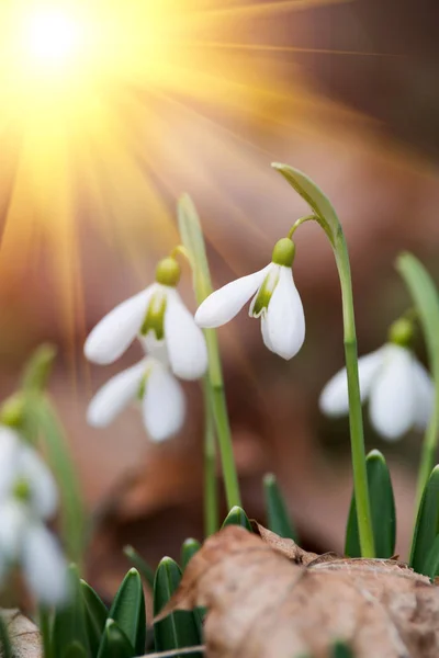 Przebiśnieg Białe Kwiaty Lesie Wiosna — Zdjęcie stockowe