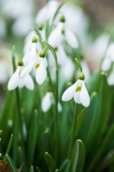 Snowdrop Witte Bloemen Voorjaar Bos — Stockfoto