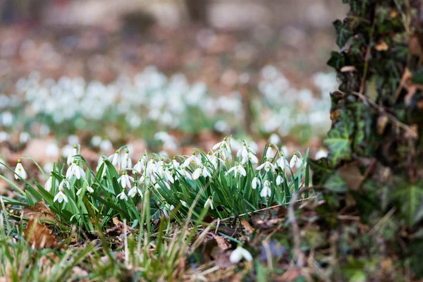 Flores Brancas Gota Neve Floresta Primavera — Fotografia de Stock