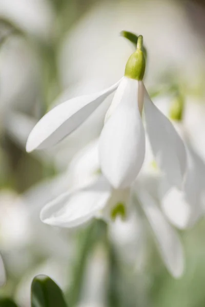 Vista Ravvicinata Dei Teneri Fiori Bianchi Bucaneve Nella Foresta Primaverile — Foto Stock