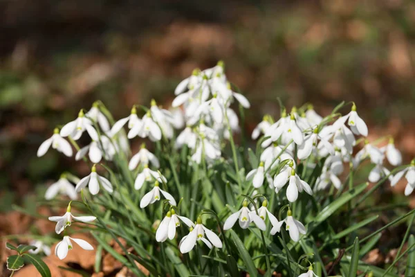 Zavřít Pohled Bílé Sněženka Květin Lese Jaře — Stock fotografie