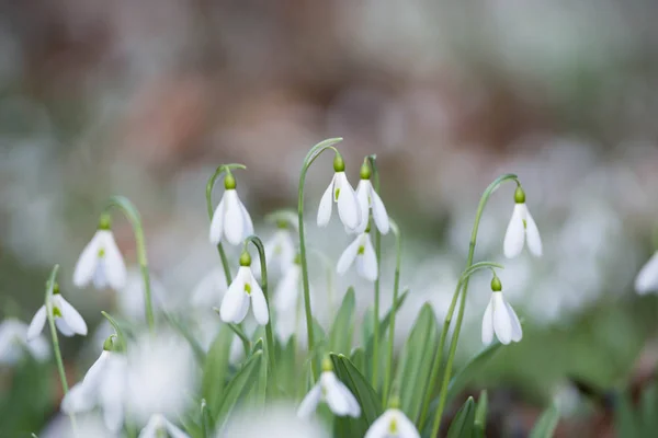 春天森林里的白色雪莲花 — 图库照片