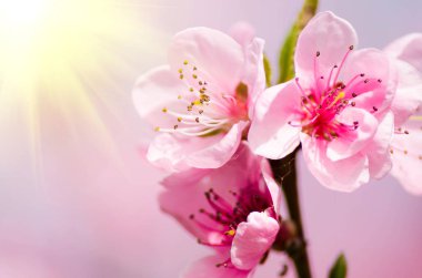 Şeftali çiçeği çiçek, görünümü kadar yakın