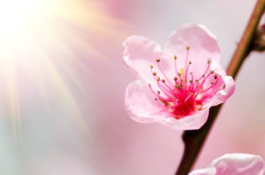 Şeftali çiçeği çiçek, görünümü kadar yakın