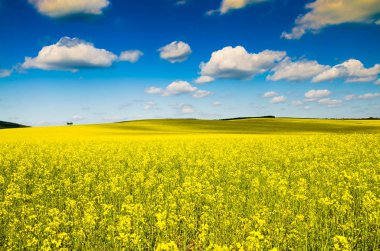 güzel tecavüz alan ve mavi gökyüzü