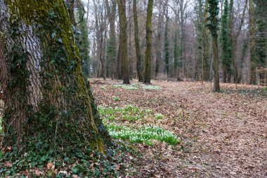 Beyaz kardelen çiçek bahar ormandaki