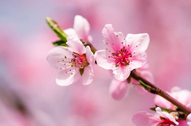 Pembe Şeftali çiçek açan çiçekler görünümü Kapat