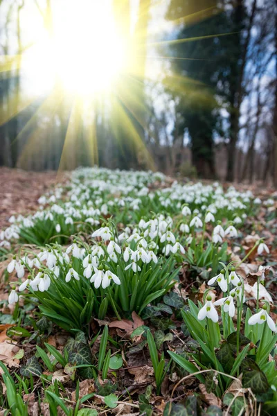 森の湧き水でスノー ドロップの白い花 — ストック写真