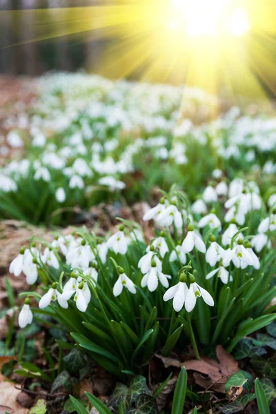 Flores Brancas Gota Neve Floresta Primavera — Fotografia de Stock