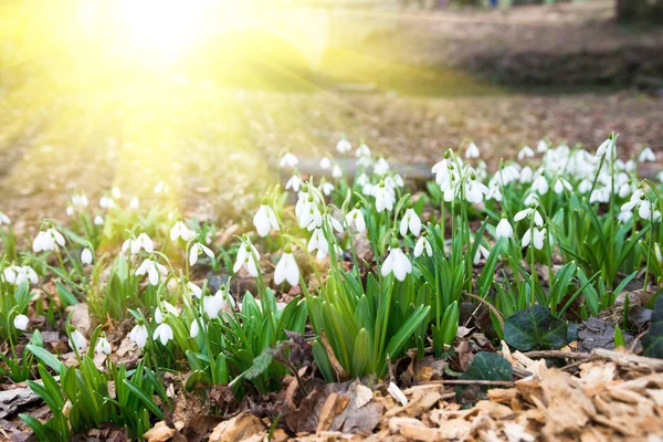 Beyaz kardelen çiçek bahar ormandaki