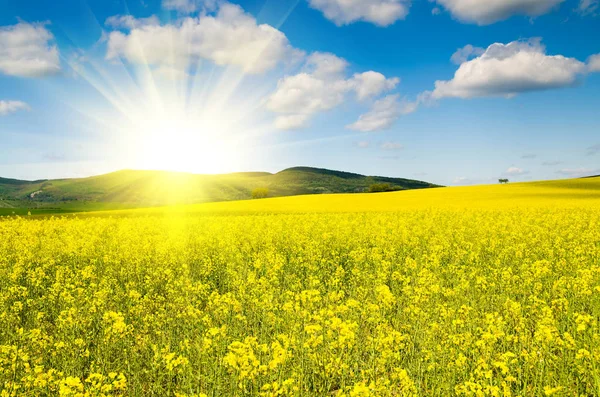 Hermoso Campo Violación Cielo Azul — Foto de Stock