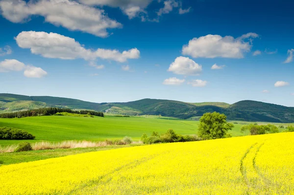 Schönes Rapsfeld Und Blauer Himmel — Stockfoto