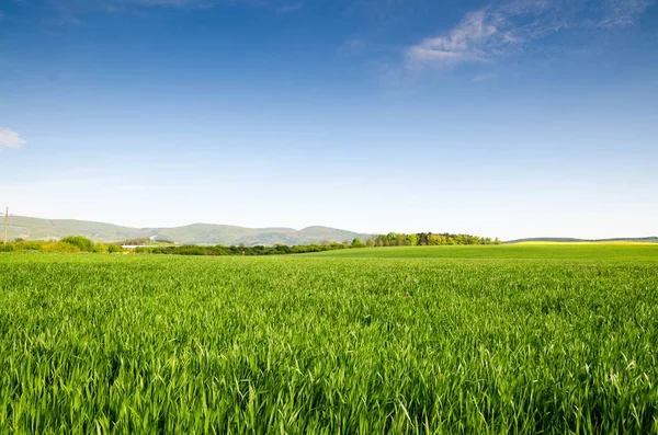 Панорамний Вид Зелене Поле Під Блакитним Небом — стокове фото