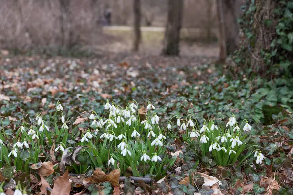 Крупним Планом Вид Білі Квіти Снігу Весняному Лісі — стокове фото
