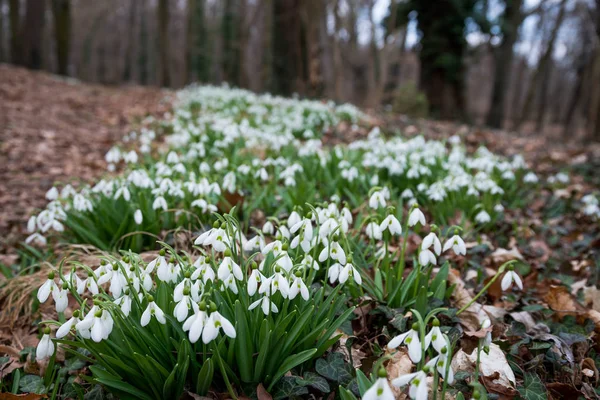Fechar Vista Flores Brancas Neve Floresta Primavera — Fotografia de Stock