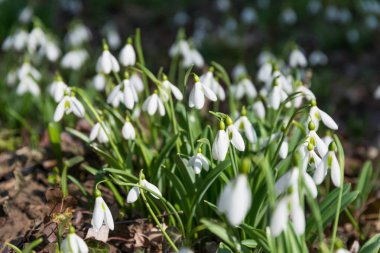 Beyaz kardelen çiçek bahar ormandaki Görünümü Kapat