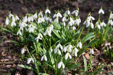 Beyaz kardelen çiçek bahar ormandaki