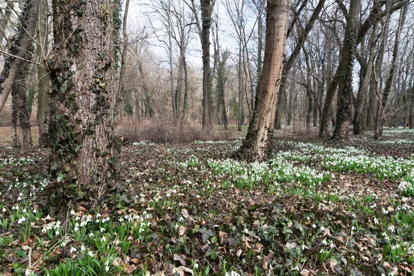 Przebiśnieg Białe Kwiaty Lesie Wiosna — Zdjęcie stockowe