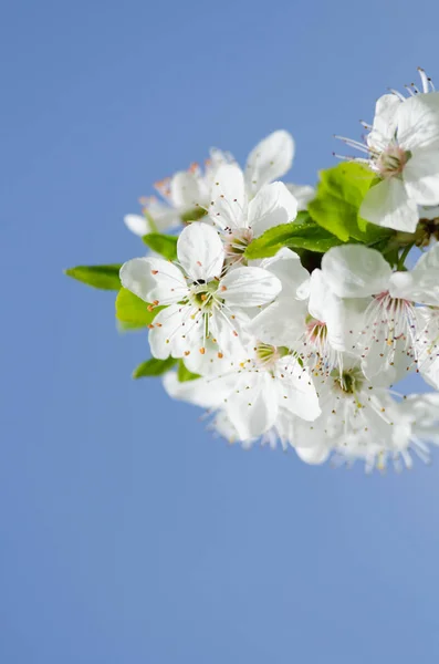 Wiśniowe Kwiaty Gałęzi Zbliżenie — Zdjęcie stockowe