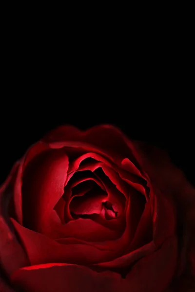 Rose on black background