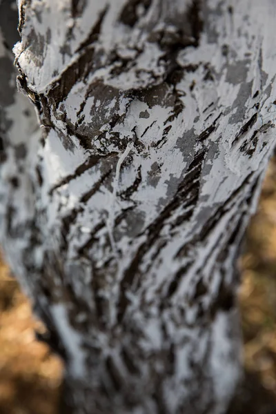 Struttura e sfondo del legno — Foto Stock