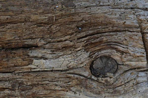 나무 배경 및 텍스처 — 스톡 사진