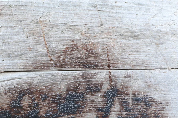 Sfondo e texture in legno — Foto Stock