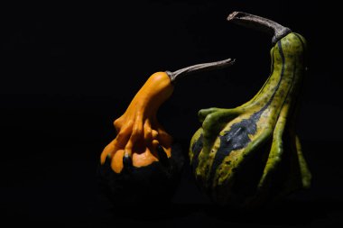 Dekoratif kabak siyah arka planda izole