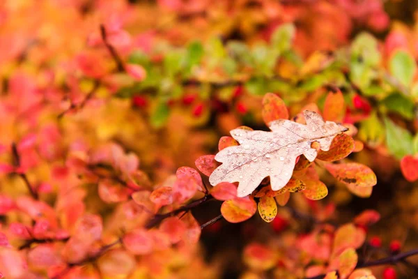 Červené a žluté dubu listí padá na zemi na podzim — Stock fotografie