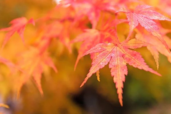 Červené listy na stromě na podzim — Stock fotografie