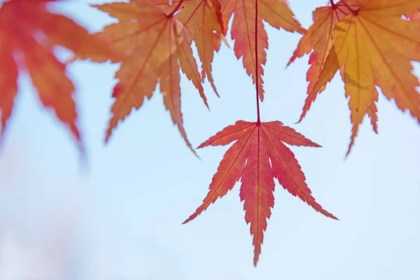 Hojas de árboles rojos y amarillos sobre un fondo de cielo azul claro en otoño —  Fotos de Stock