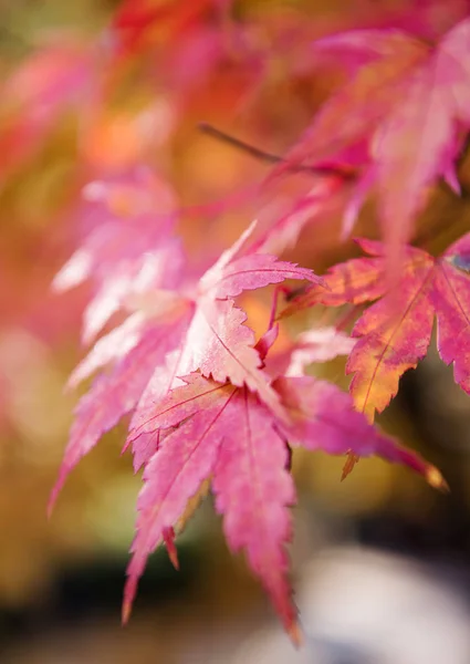 Červené a žluté listy na stromě v podzimní pozadí — Stock fotografie