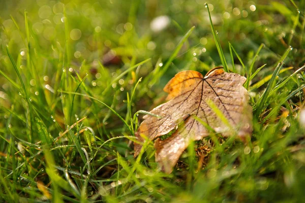 Hoja independiente sobre hierba de fondo en el campo —  Fotos de Stock