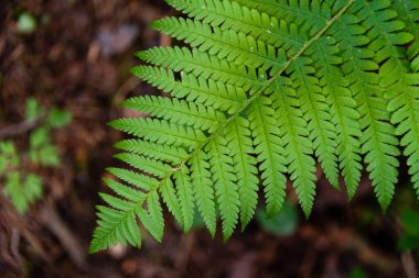 Ormanın derinliklerindeki yeşil eğreltiotu. Fotoğrafı kapat
